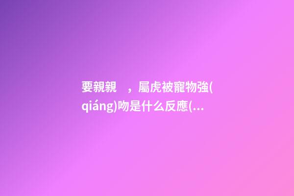 要親親，屬虎被寵物強(qiáng)吻是什么反應(yīng)